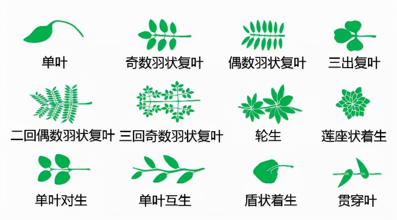 花的基本结构简图（教科书般的植物形态图解）