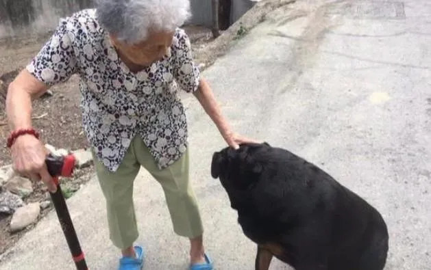 罗威纳犬自愿当90岁婆婆的拐杖，每天陪老人散步晒太阳