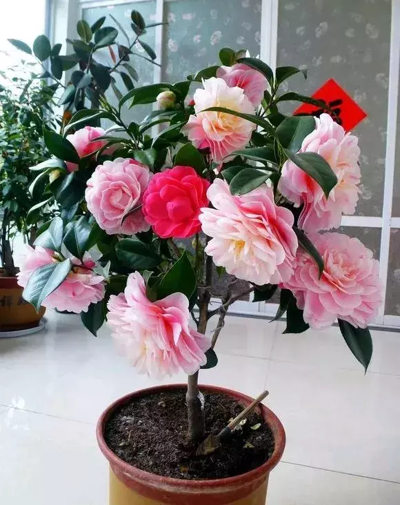 五色赤丹的图片(最适合新手种的茶花品种)