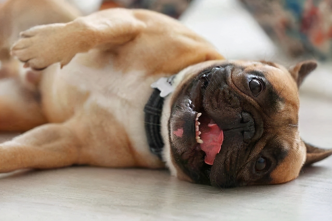 小狗呕吐是什么原因(狗狗呕吐的8个常见原因)