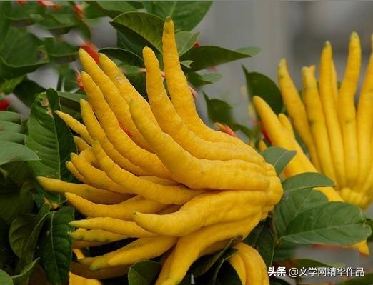 「文配音」现代诗 读春（外二首古体诗词）｜子木