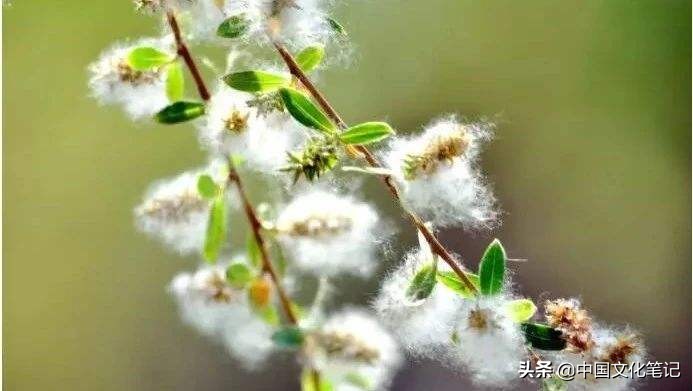 柳絮飘飞似雪舞，轻盈漫舞映春光