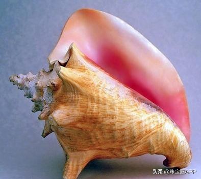 这4种能做珠宝的贝壳你都认识吗？贝壳珠宝大盘点第2弹