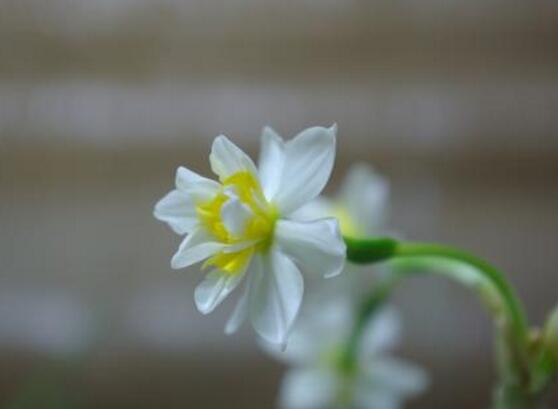 水仙花的功效（水仙花六大功效与作用相当实用）