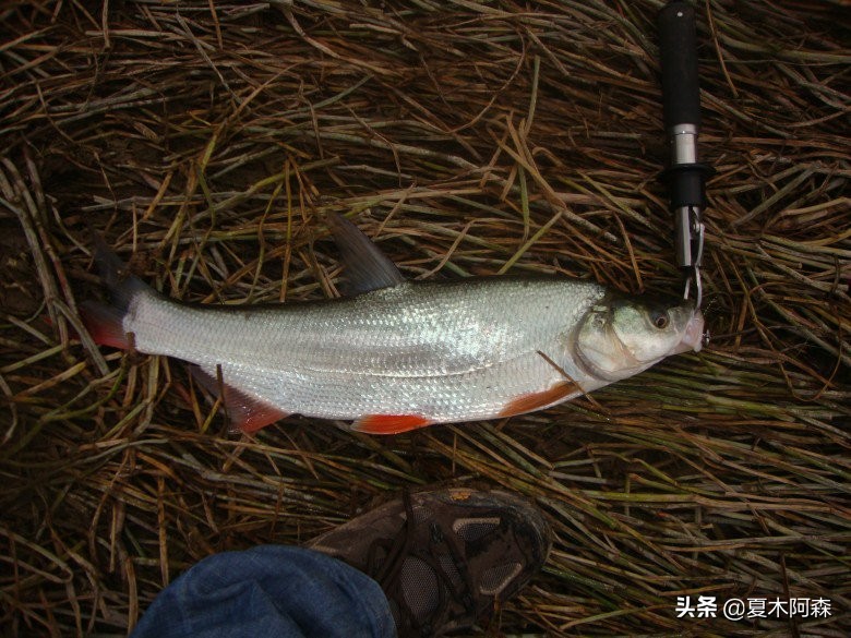 红尾鱼经常被认为翘嘴,习性和翘嘴截然不同,红尾鱼其实不难钓