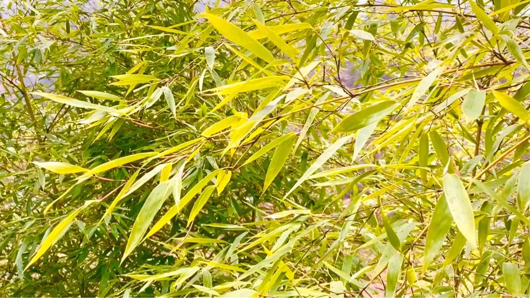 电脑配字幕怎么做字幕怎样为视频添加字幕