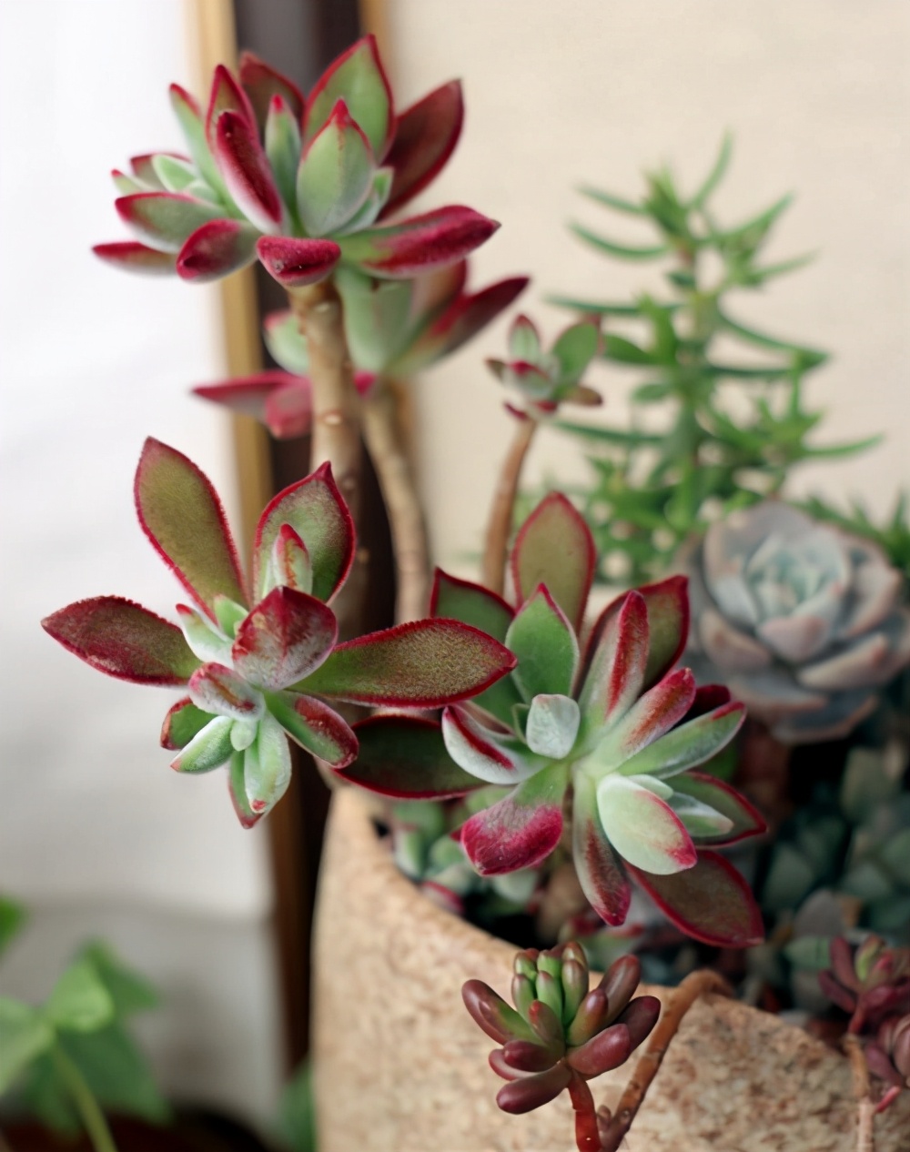 多肉锦晃星的速养技巧,想要长得快,好好多学学