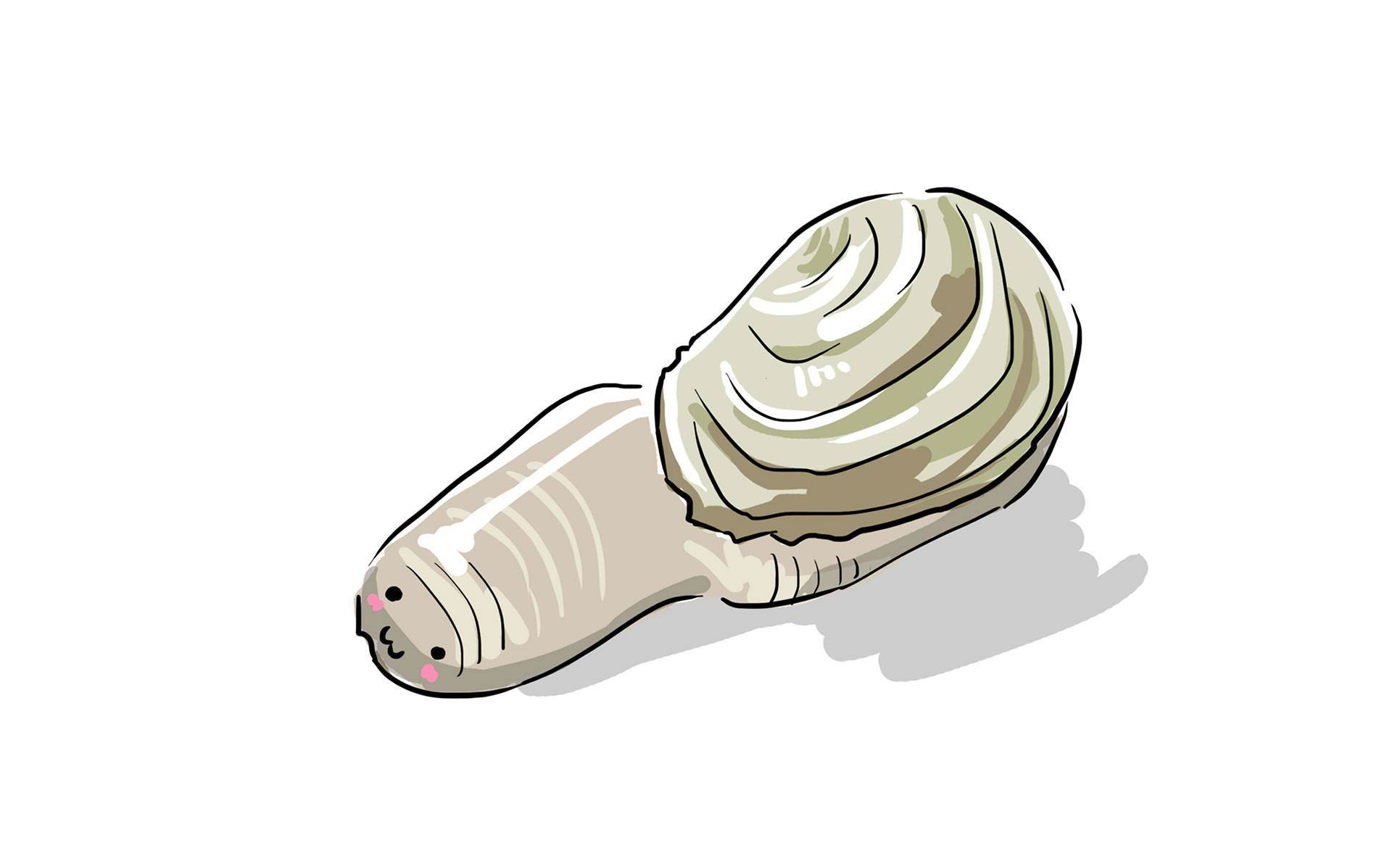 蛤属的大型贝类——象拔蚌