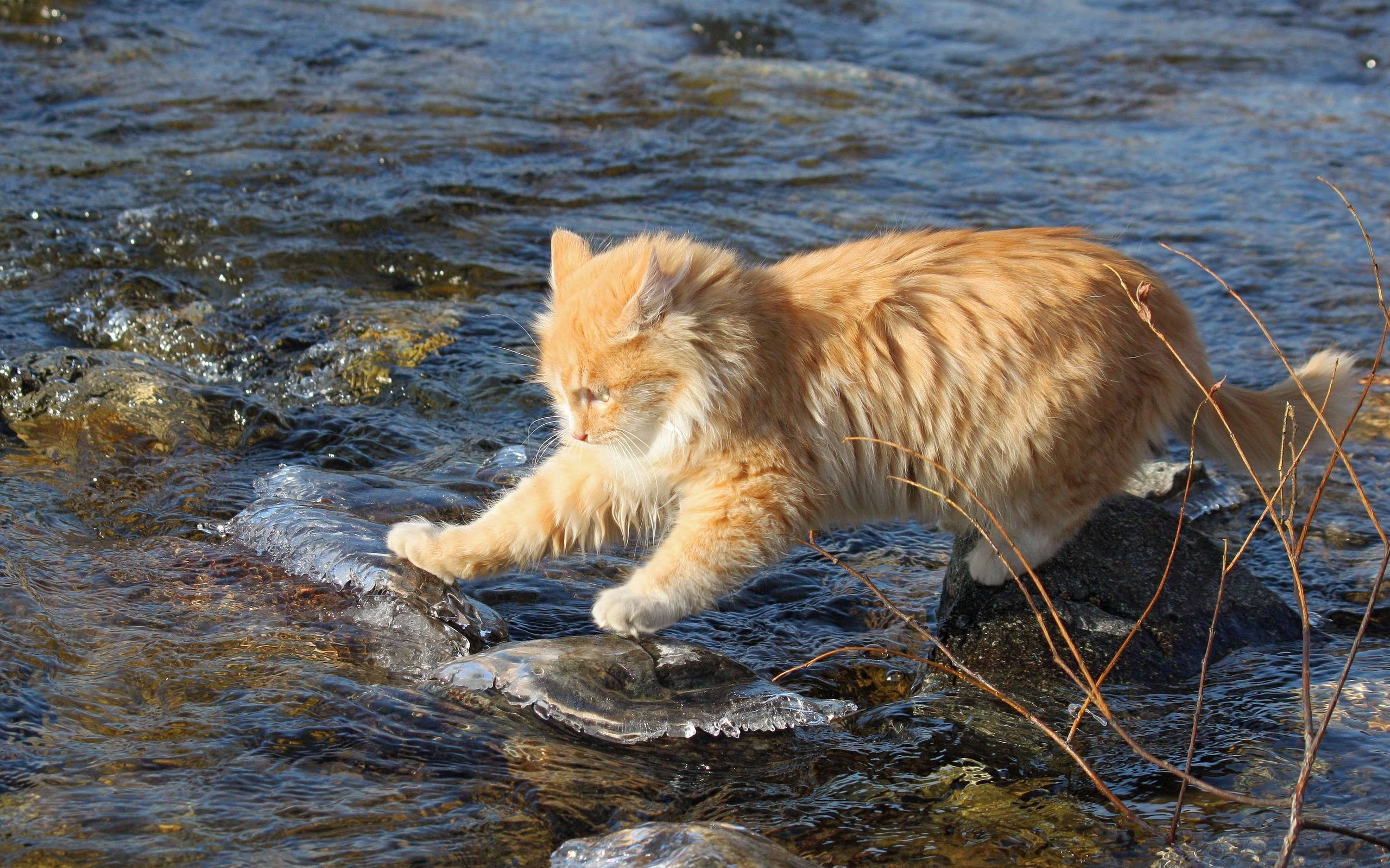 土耳其梵猫多少钱一只(猫咪的怪异行为)