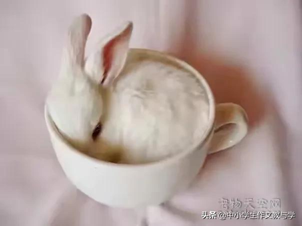 “可爱”的小白兔