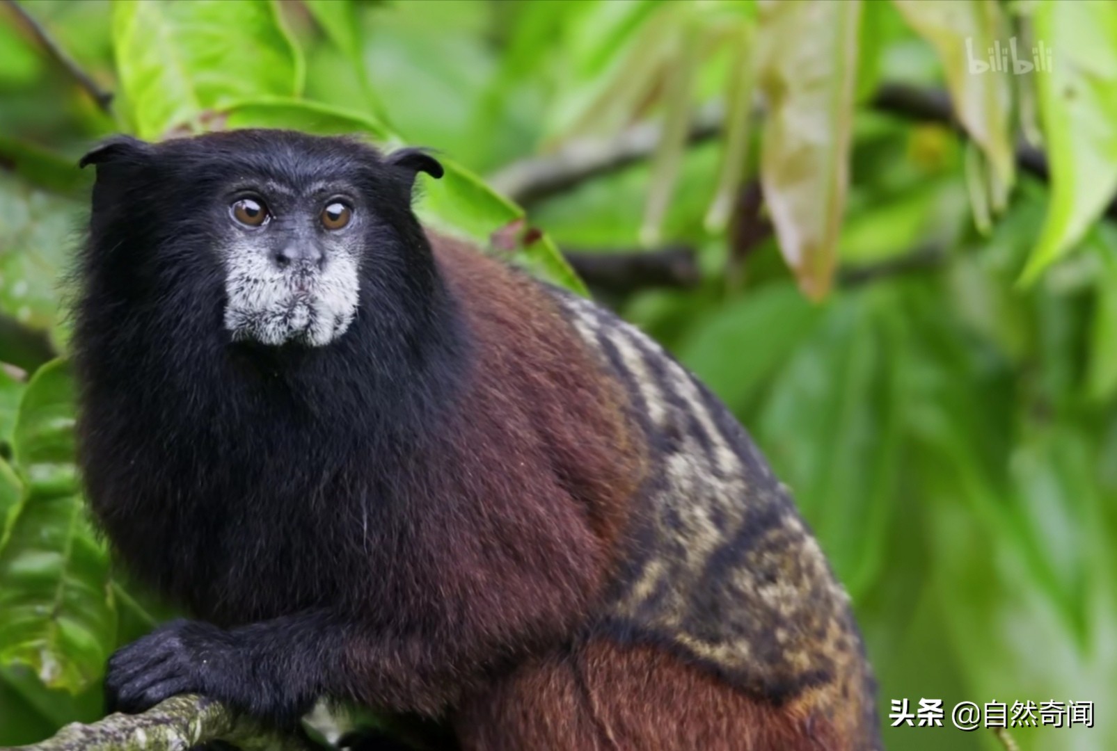 热带雨林十大动物图片