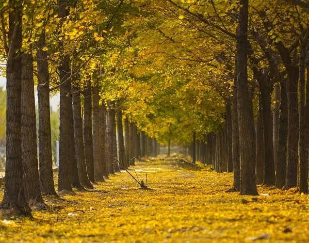 银杏黄了！重庆主城赏银杏好去处大盘点！公交轻轨直达