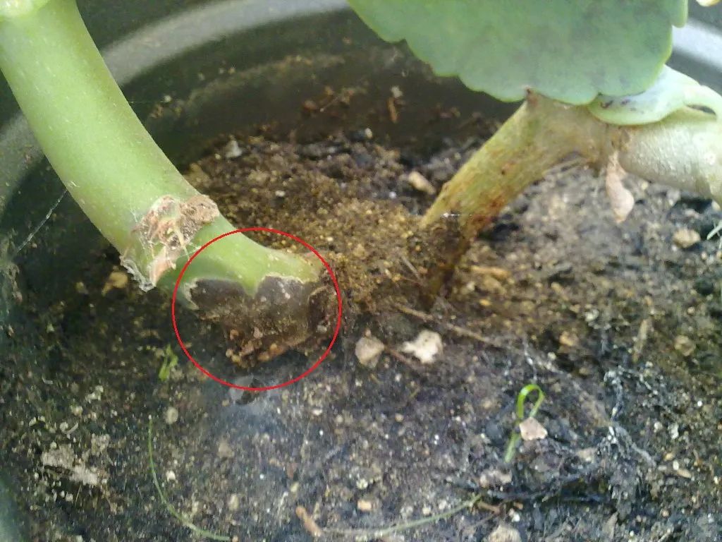 秋海棠花的养殖方法和注意事项（秋海棠盆栽养护问题解答）