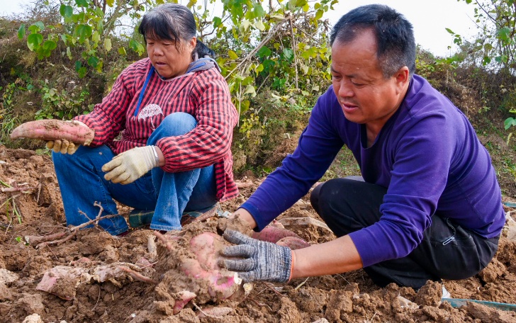 合陽縣：紅薯喜豐收 農民搶收忙