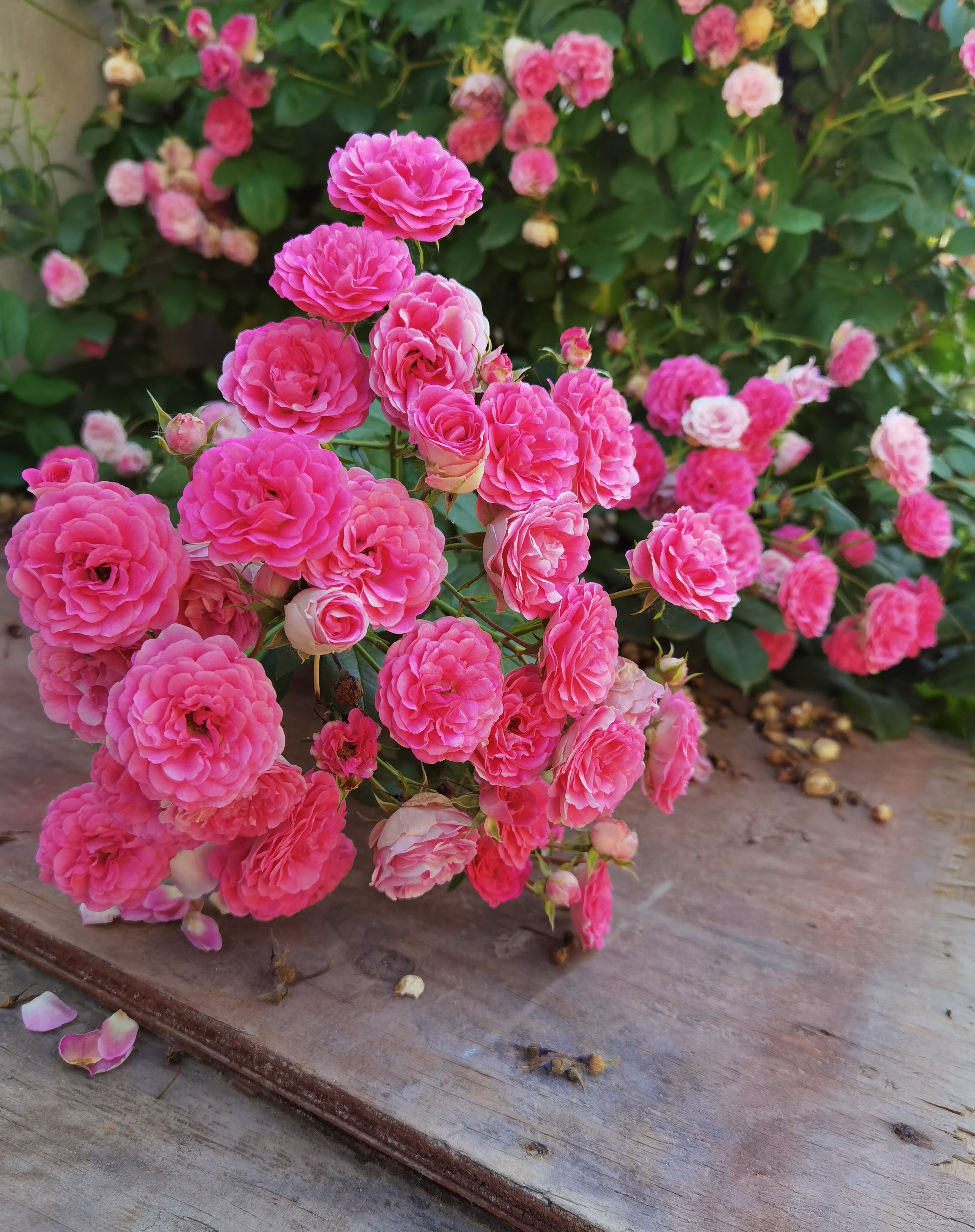 月季胭脂扣优缺点(月季胭脂扣被人喜爱的原因)