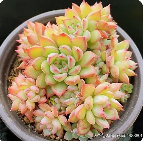 9种口碑非常好的多肉，易养护，出状态又仙又美