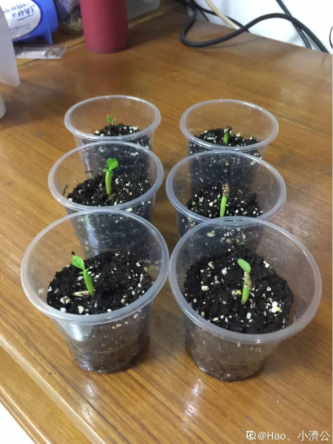 满天星能放多久(这花特好养,撒一把丢土里,冒出一堆新芽)