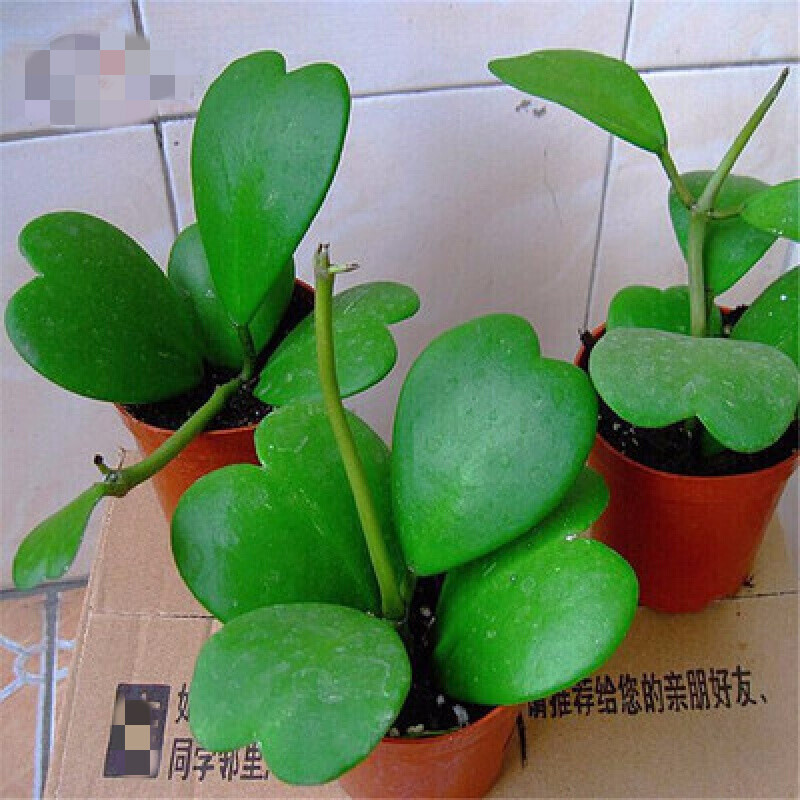 人养花，花亦滋养着人！100种室内盆栽花草图鉴，有您喜欢的吗？