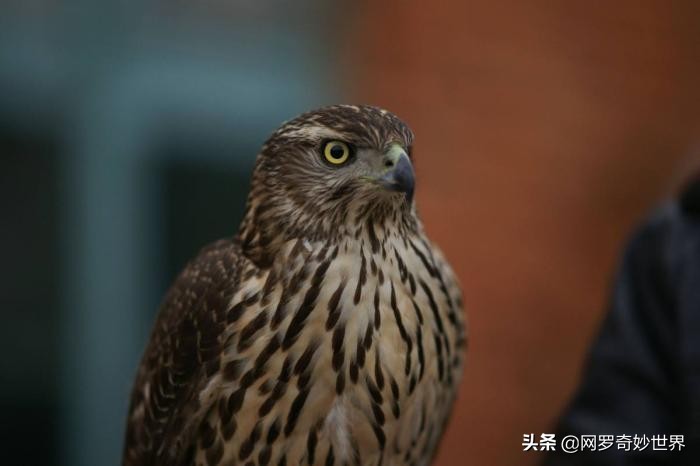 熬鹰对付女人图片