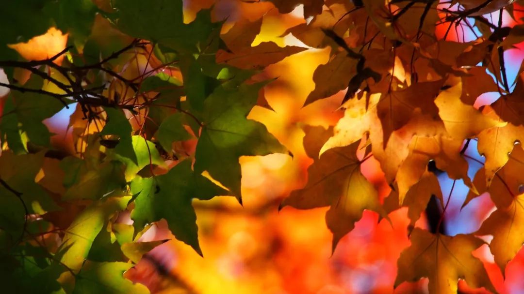 高考经验分享：从宜昌一中考入北京大学，她是怎么做到的？