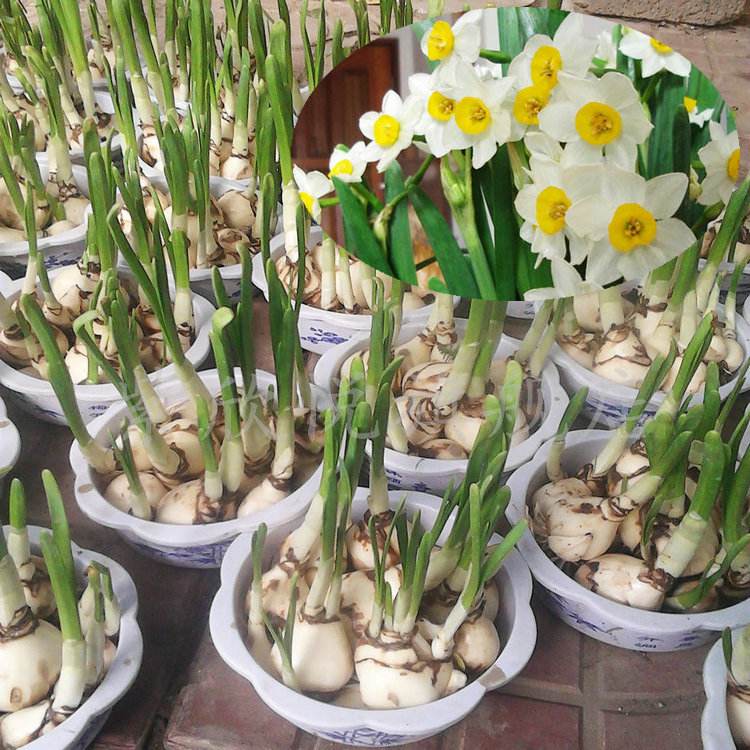 春节期间，国人为什么都爱养“水仙花”？