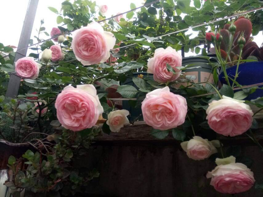 10种常见月季花图鉴，不要再问别人了，自己收藏慢慢看