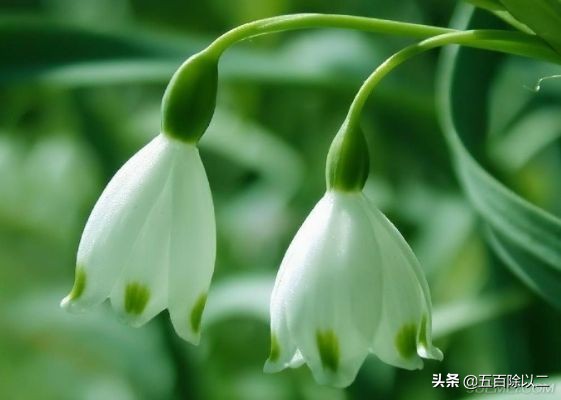 空谷幽兰，屈原的十句关于兰花的诗句，美极了