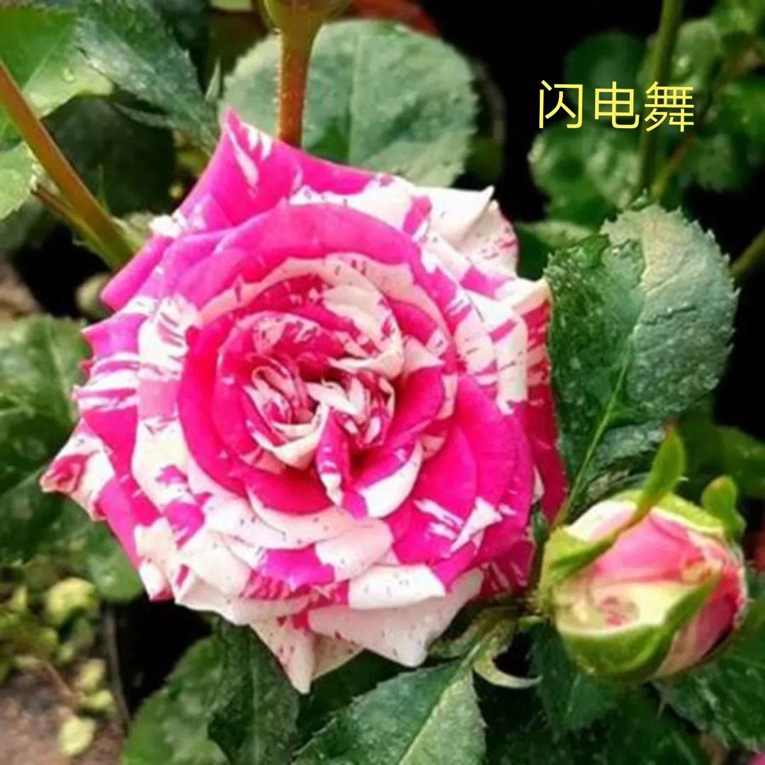 白荔枝玫瑰花语是什么（常见切花月季一览）