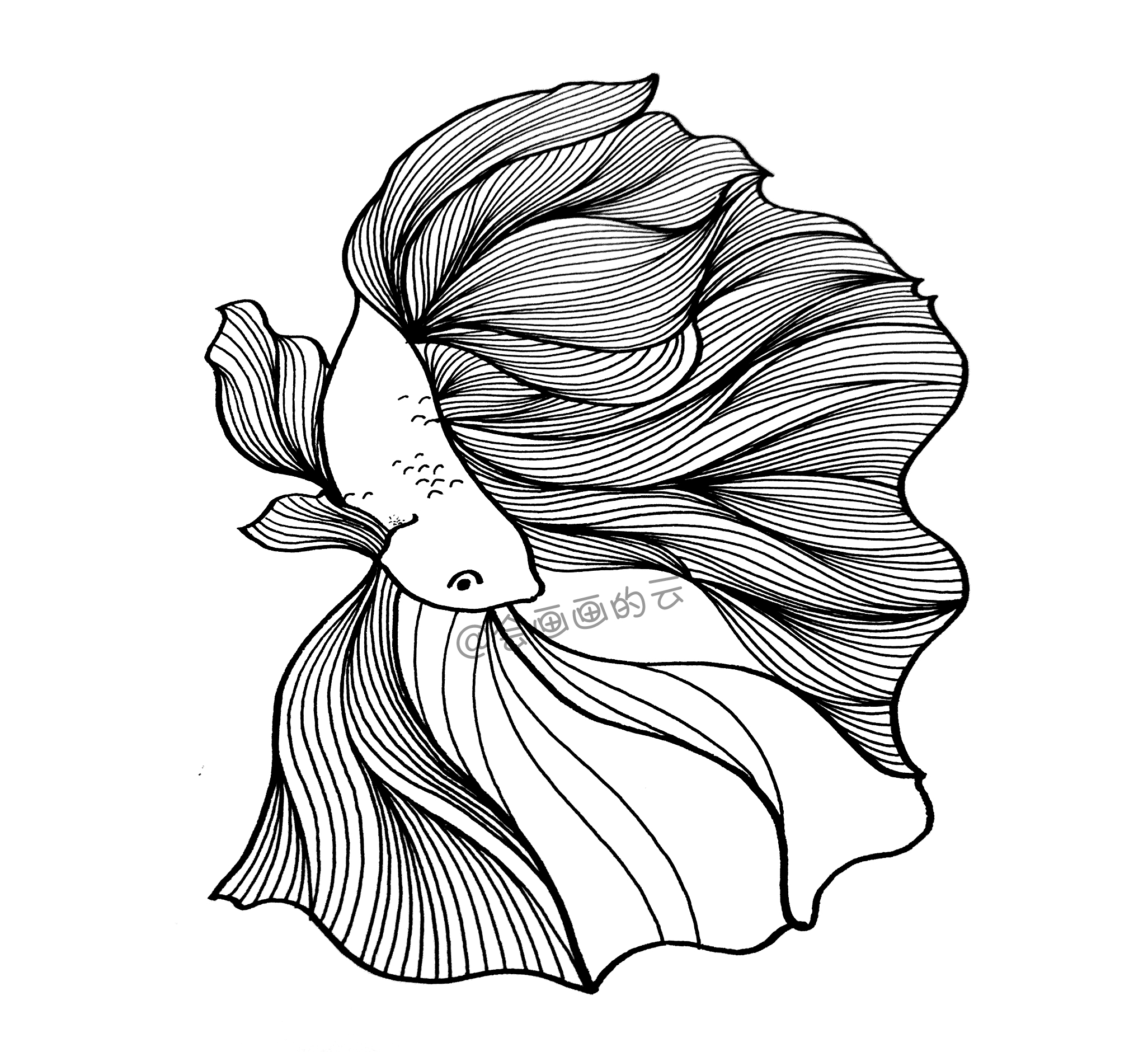 3款简笔画金鱼，零基础也可以画的线描画