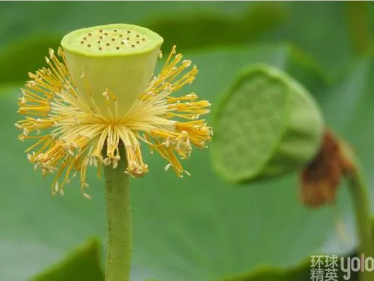 吃苦避烦暑，冰饮纳微凉