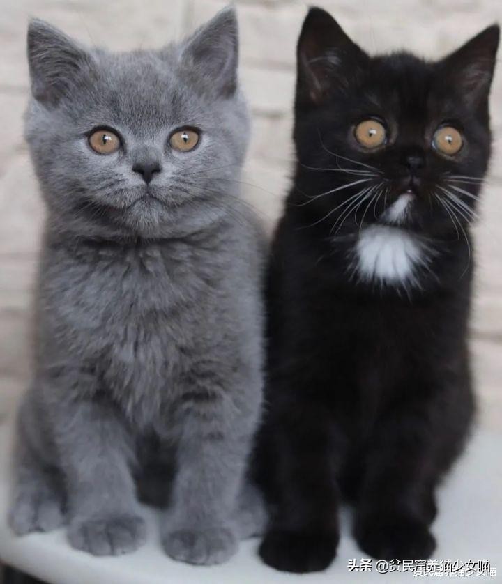 还记得那只阴阳脸的猫咪吗？如今它当爹了，小猫精准遗传到了精髓
