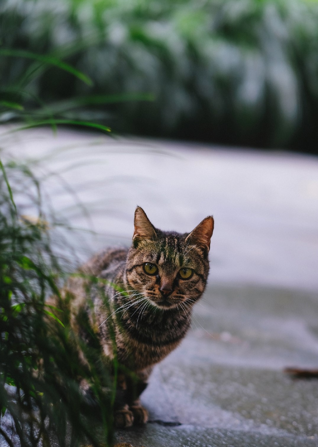 狸花猫成国外新宠，价格高达万元，还有人为了它不愿回国