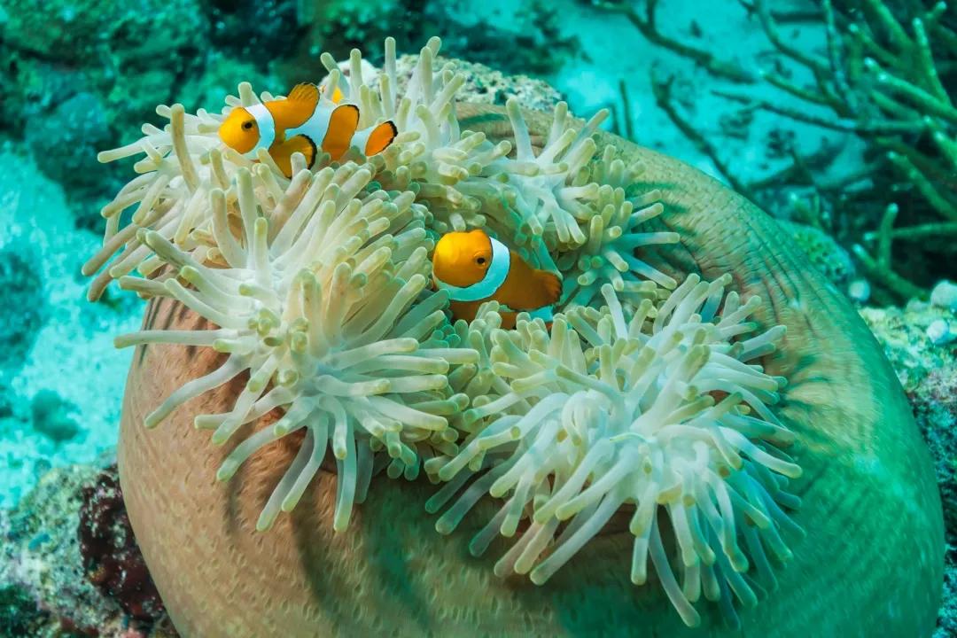 珊瑚是生物吗？珊瑚到底是动物还是植物-第59张图片