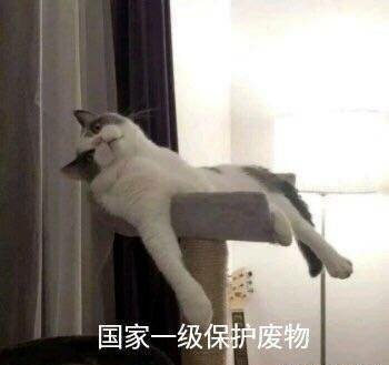 猫咪表情包：你忍心不理我吗