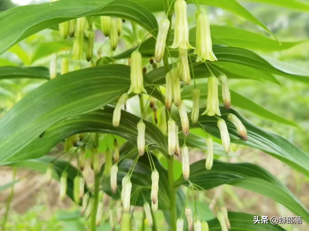 因此,品质多差不多,价格高低只是市场销售手段而已,因此,在买黄精产品