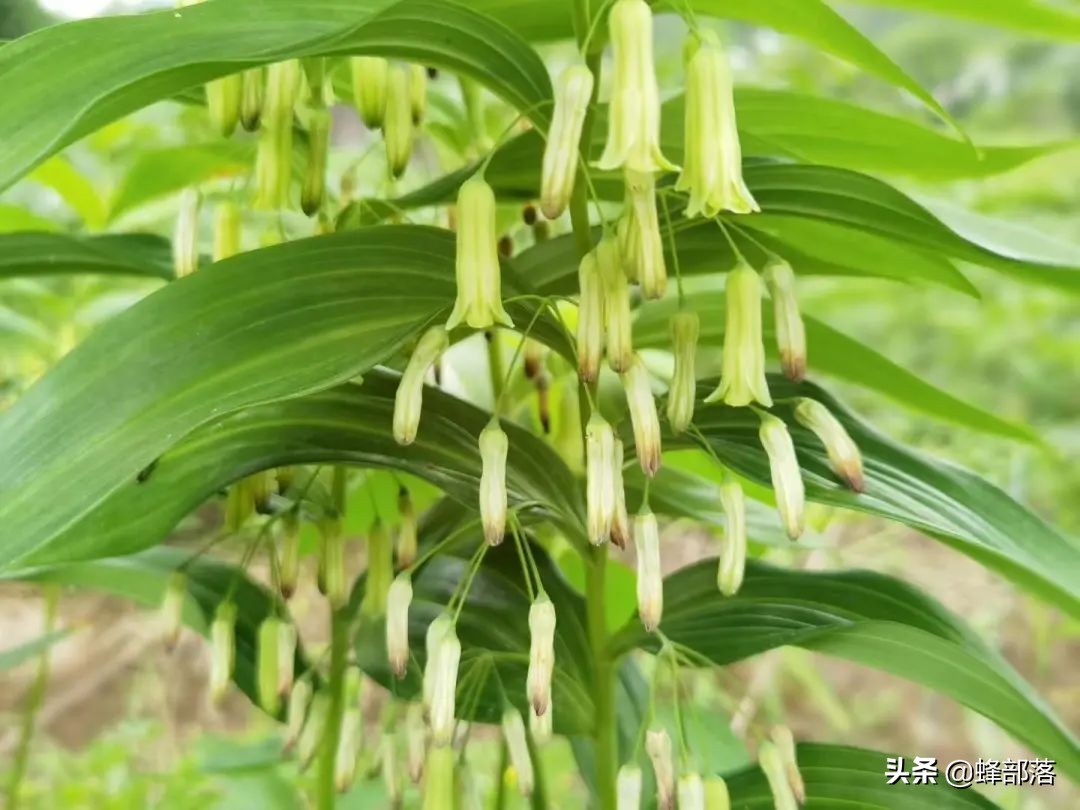 黄精药食两用功能强大，为什么种植很少？良莠不齐，3招辨品质