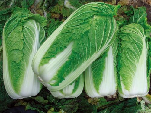 天天吃娃娃菜(每天吃娃娃菜)