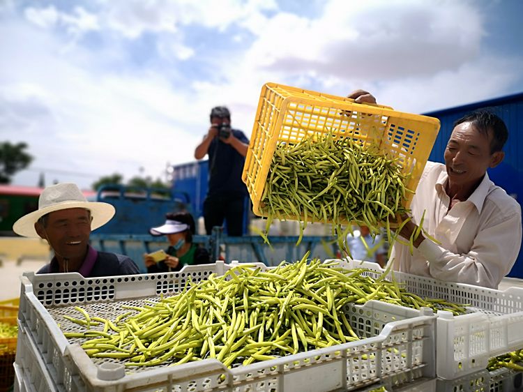 甘肃大叔苏海亮：为防风固沙种植黄花菜，带领全村创收1100万元