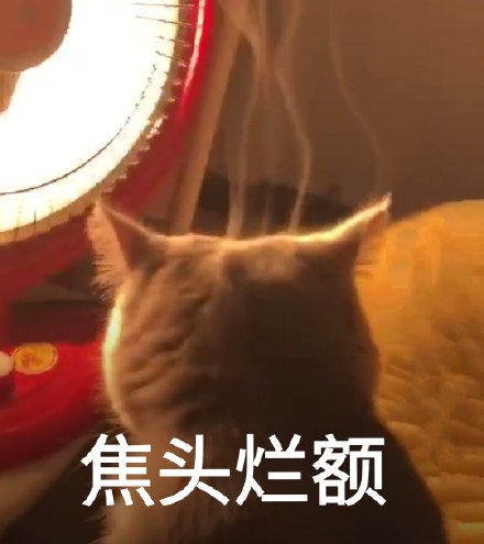 猫咪可爱表情包