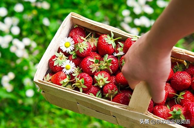 采摘亲子英文+科普—草莓蓝莓、萝卜白菜，谁长地上，谁长藤上？