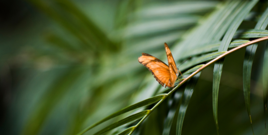 清明节去哪玩？重庆这些地方值得去踏青