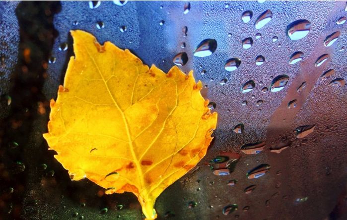 「詩詞鑑賞」在萬物都歇去芳華的冬日,聽冬天的雨,讀冬雨的詩