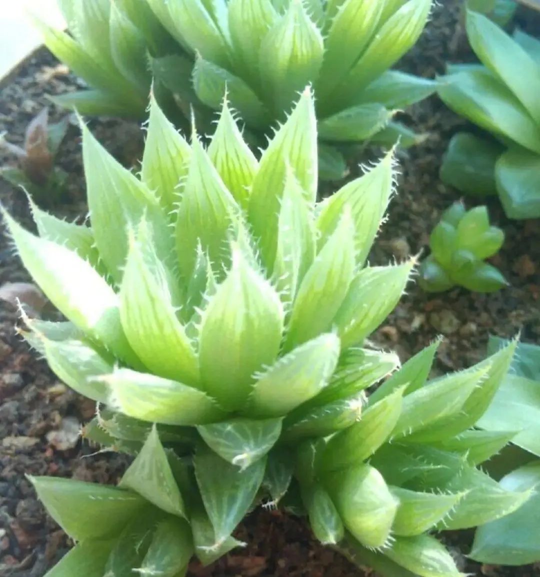 多肉中的翡翠莲花—三角琉璃莲,这么养护,晶莹剔透,水盈盈