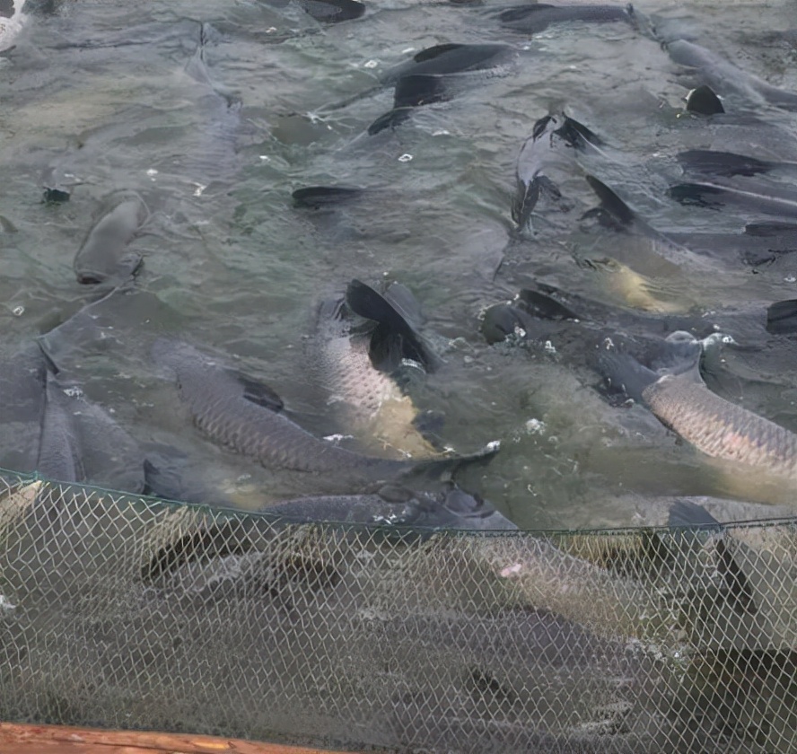 青鱼的价格多少钱一斤(黑鲩) - 价格百科