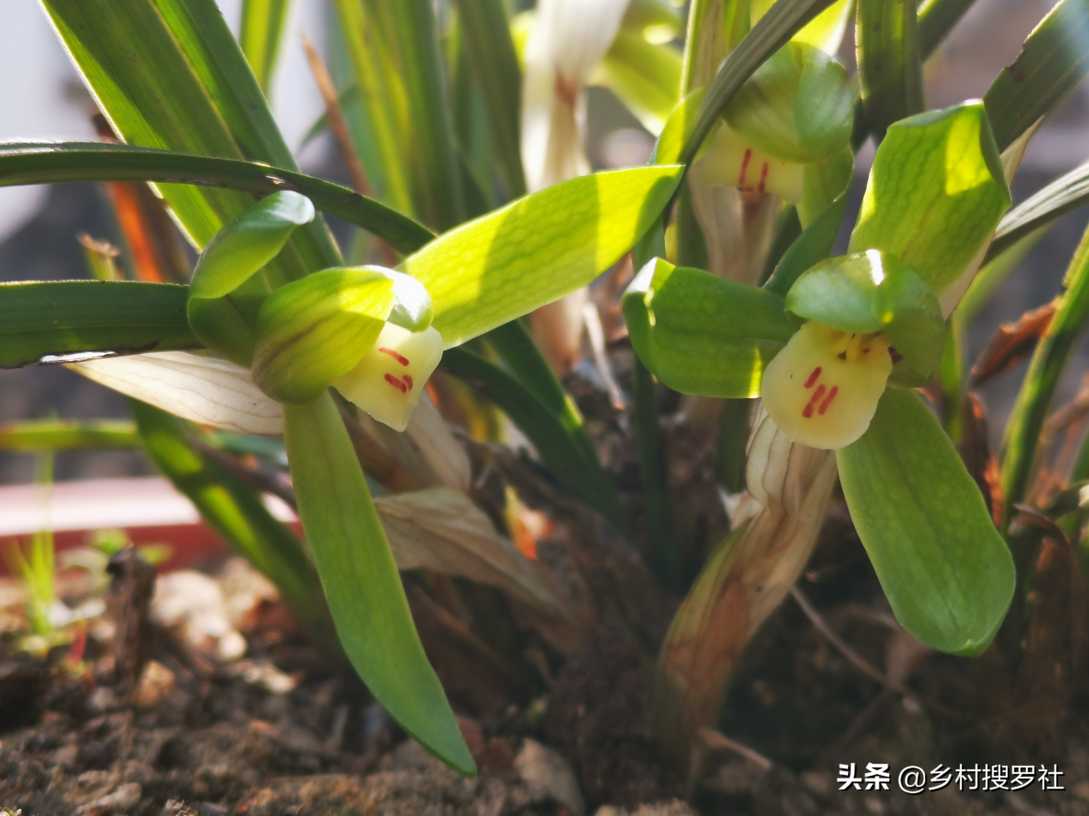 兰花催花技巧，除了露水和磷酸二氢钾，还有两种效果也很不错