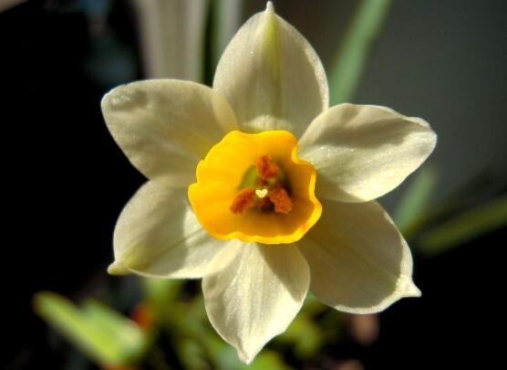 水仙花寓意和象征（水仙花的花语介绍详解）