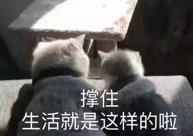 猫咪表情包合集｜不要逼我亮出武器