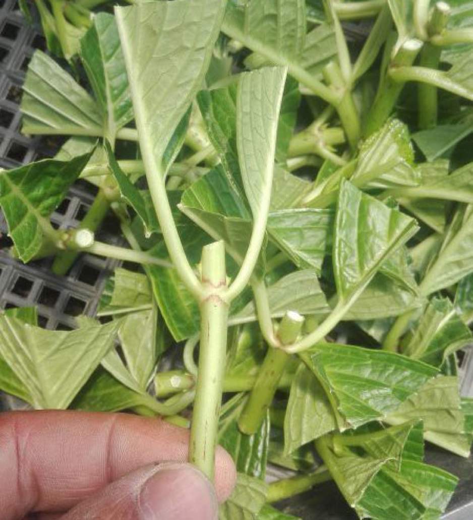 扦插绣球花，懂得3个要领，想要多少有多少，去年扦插今年开花