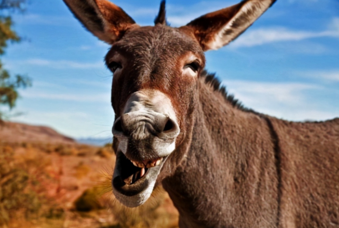 活叫驴(活叫驴)-我的快乐小窝