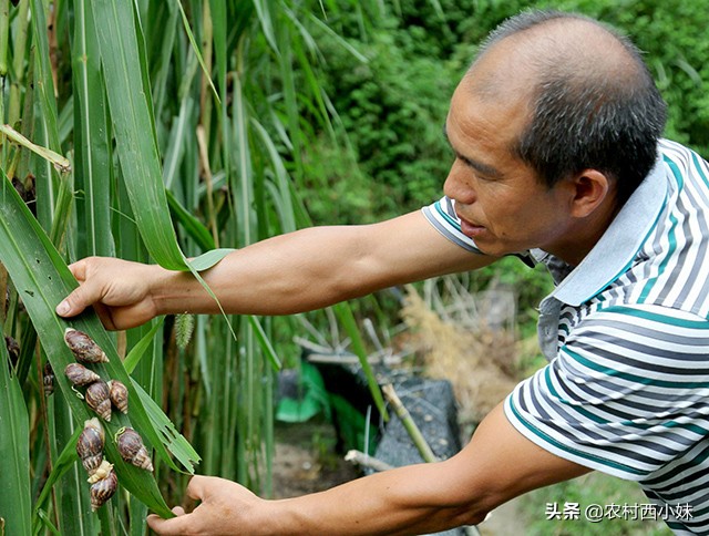蜗牛产卵怎么处理（促进蜗牛交配产卵的方法）